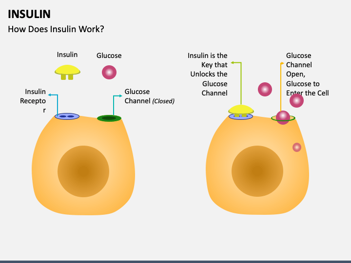 Insulin Powerpoint And Google Slides Template Ppt Slides