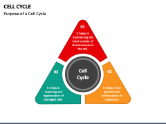 Cell Cycle PowerPoint Template PPT Slides