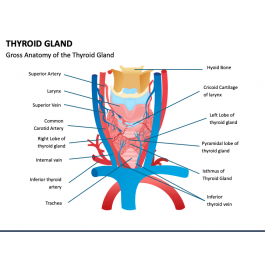 Thyroid Gland PowerPoint and Google Slides Template - PPT Slides