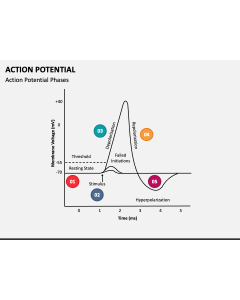 Action Potential PPT Slide 1