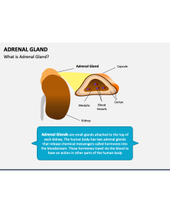 Adrenal Gland PPT Slide 1