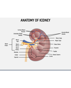 Anatomy of Kidney PPT Slide 1