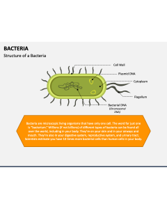 Bacteria PPT Slide 1