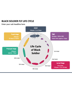 Black Soldier Fly Life Cycle PPT Slide 1