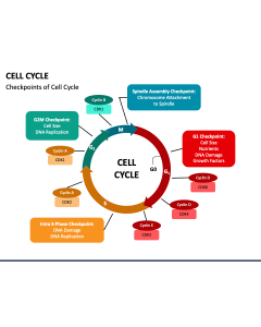 Cell Cycle PPT Slide 1