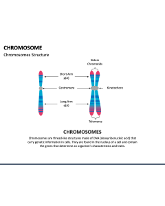 Chromosome PPT Slide 1
