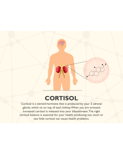Cortisol PPT Slide 1
