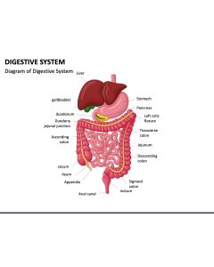 Digestive System PPT Slide 1