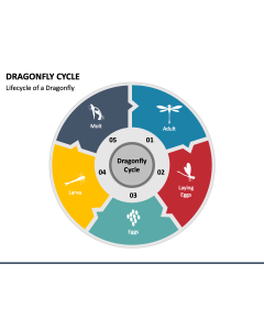 Dragonfly Cycle PPT Slide 1