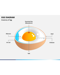 Egg Diagram PowerPoint Slide 1
