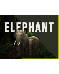 Elephant Theme PPT Thumbnail