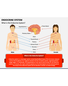 Endocrine System PPT Slide 1