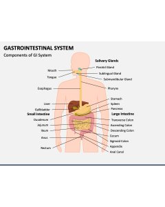 Gastrointestinal System PPT Slide 1