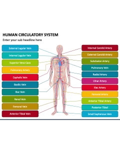 Human Circulatory System PPT Slide 1