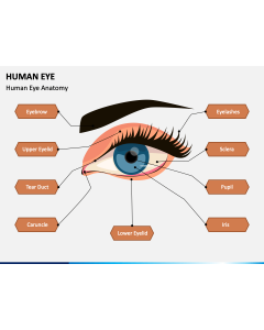 Human Eye PPT Slide 1