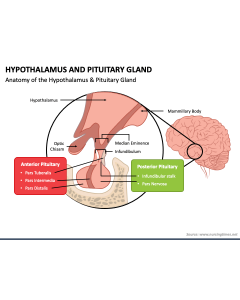 Hypothalamus and Pituitary Gland PPT Slide 1