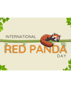 International Red Panda Day PPT Slide 1