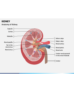 Kidney PPT Slide 1