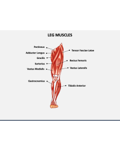 Leg Muscles PPT Slide 1
