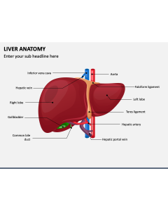 Liver Anatomy PPT Slide 1