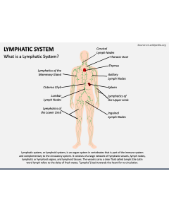 Lymphatic System PPT Slide 1