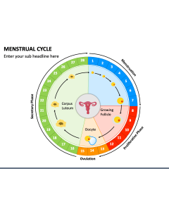 Menstrual Cycle PPT Slide 1