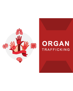 Organ Trafficking PPT Thumbnail