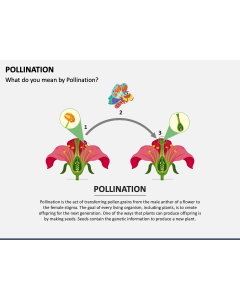 Pollination PPT Slide 1