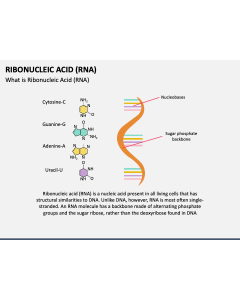 Ribonucleic Acid (RNA) PPT Slide 1