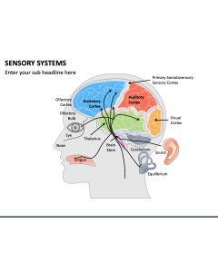 Sensory Systems PPT Slide 1