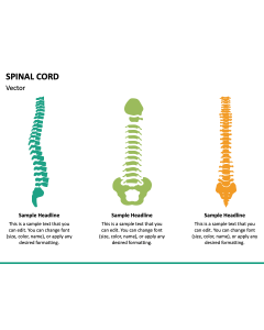 Spinal Cord PPT Slide 1