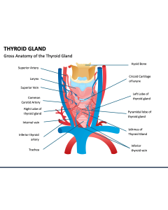 Thyroid Glands PowerPoint Slide 1