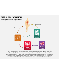 Tissue Regeneration PPT Slide 1