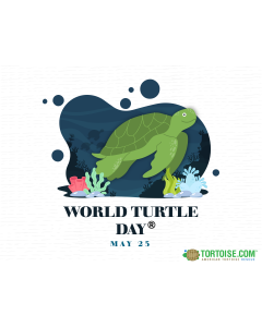 World Turtle Day PPT Slide 1