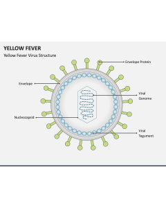 Yellow Fever PPT Slide 1