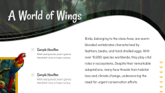 Birds Presentation PPT Slide 3