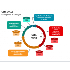 Professional Google Slides Templates Biology Diagrams