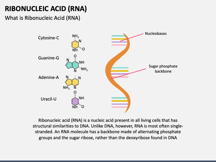 Ribonucleic Acid (RNA) PPT Slide 1