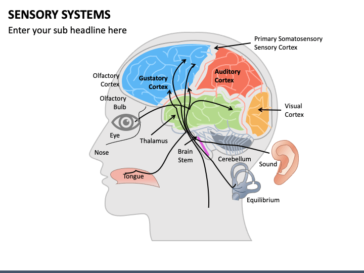 Sensory Systems PPT Slide 1