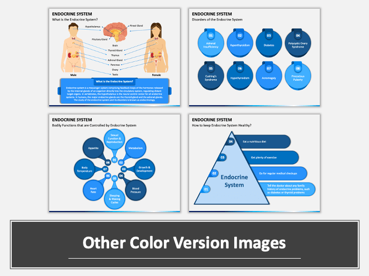 Endocrine System PowerPoint And Google Slides Template - PPT Slides