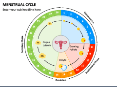 Free Menstrual Cycle PowerPoint and Google Slides Template - PPT Slides