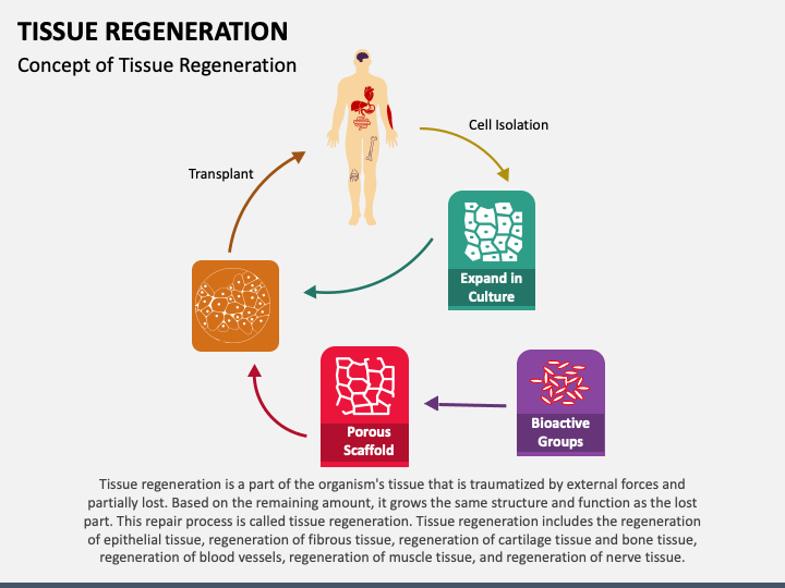 Tissue Regeneration PPT Slide 1