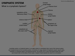 Lymphatic System Animated Presentation - SketchBubble