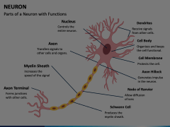 Neuron PowerPoint and Google Slides Template - PPT Slides