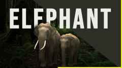 Elephant Theme PPT Slide 1