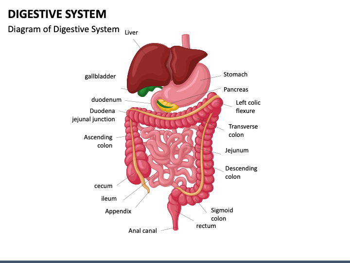 Digestive System PowerPoint Template PPT Slides