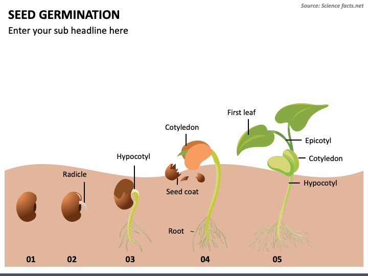 Seed Germination PPT Slide 1