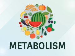 Metabolism Powerpoint And Google Slides Template - Ppt Slides