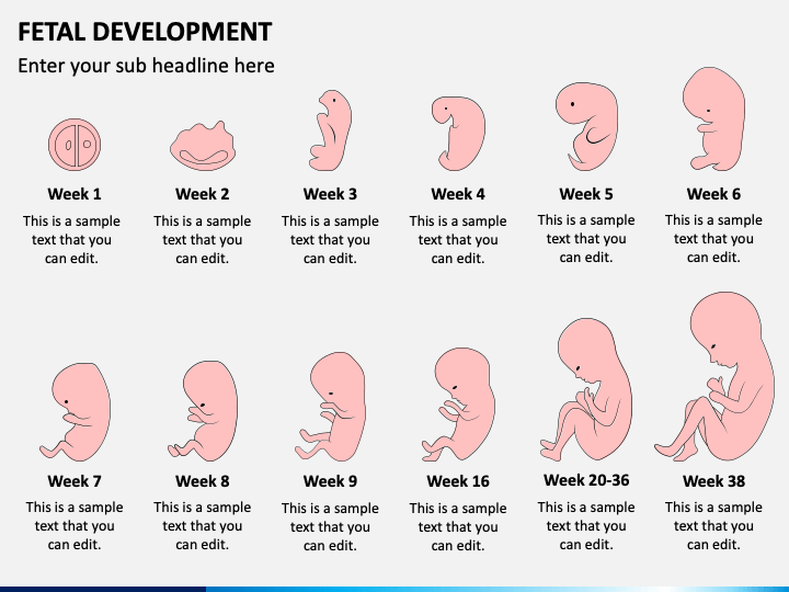 Stages Of Fetal Development Images - vrogue.co