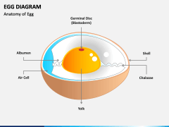 Egg Diagram PowerPoint Template - PPT Slides